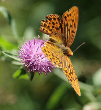 Imagem de Argynnis paphia Linnaeus 1758