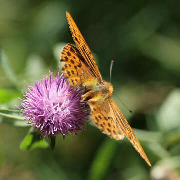 Imagem de Argynnis paphia Linnaeus 1758