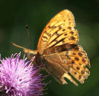 Image of silver-washed fritillary