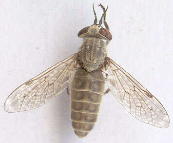 Image of common horse fly