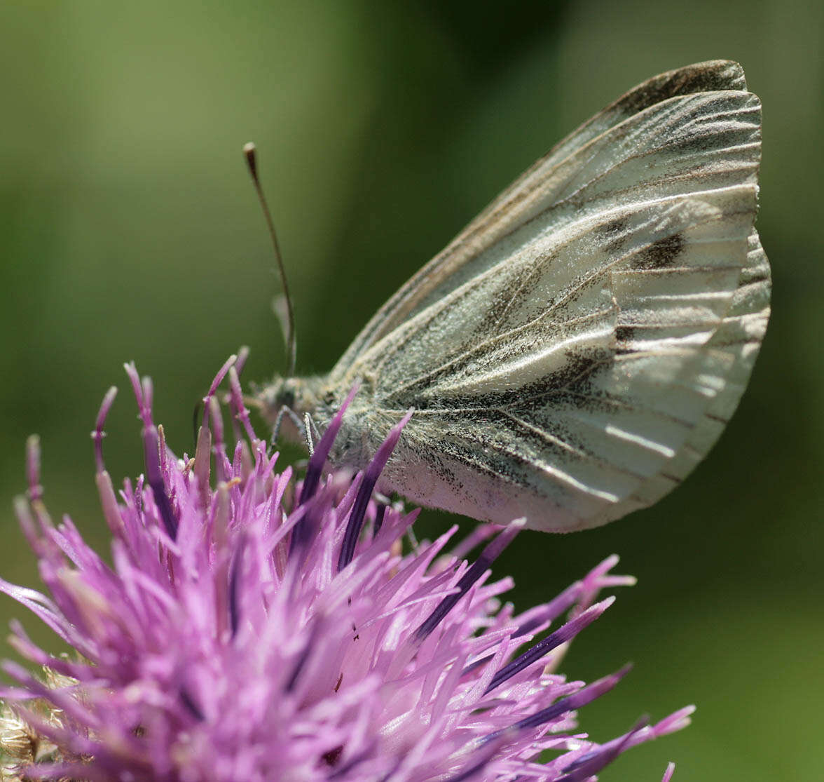 Image of green-veined white