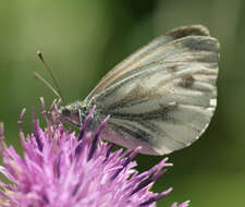 Image of green-veined white