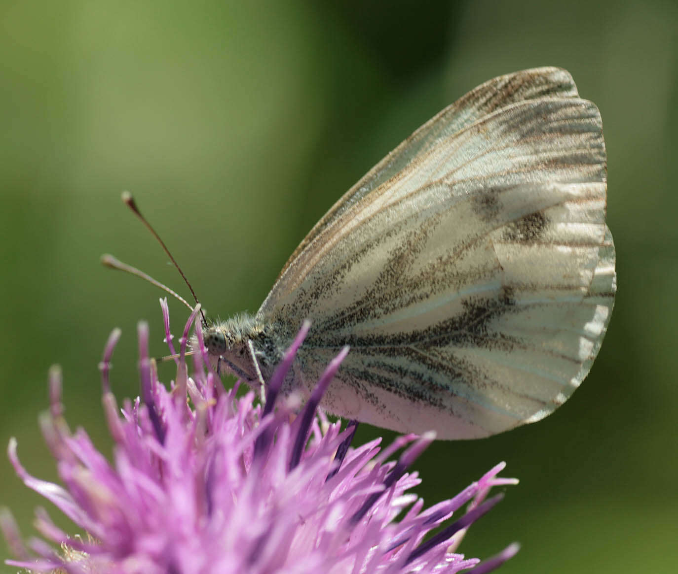 Image of green-veined white