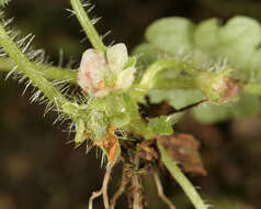 Sibthorpia europaea L. resmi