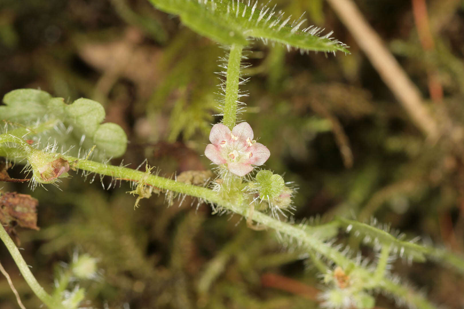 Sibthorpia europaea L. resmi