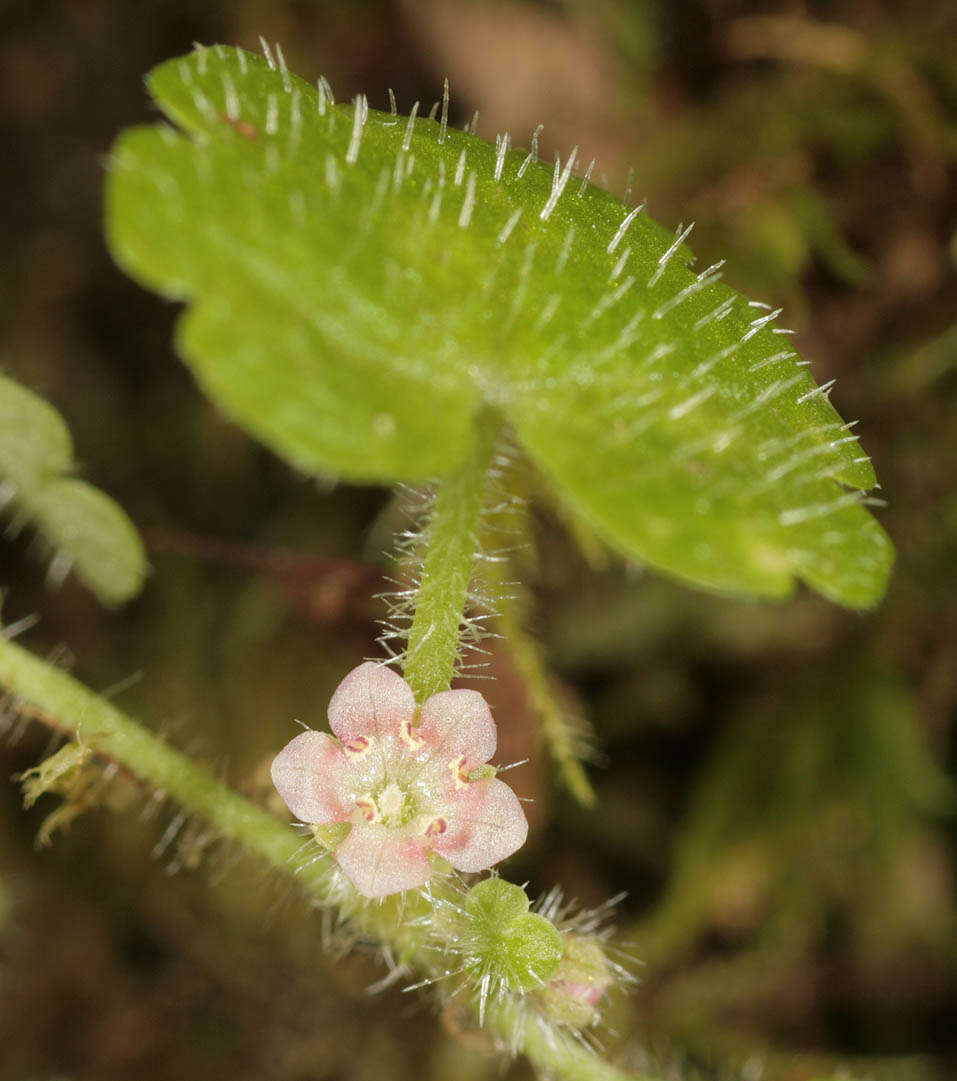 Sibthorpia europaea L. resmi