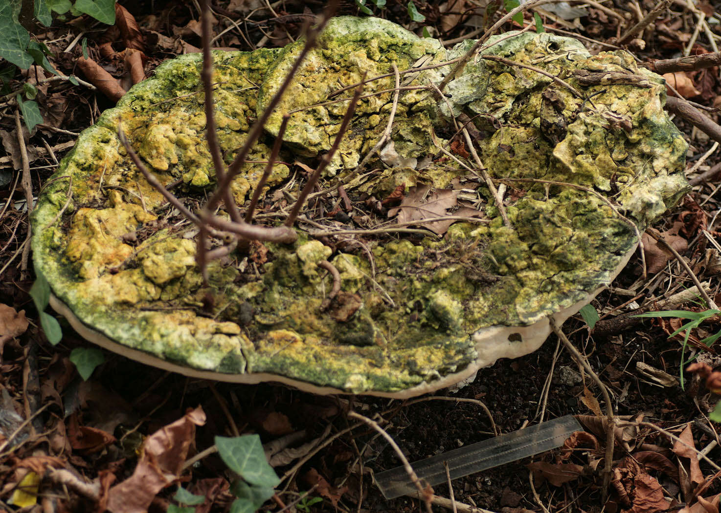 Image de Haplopore du frêne