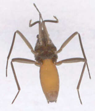 Image of Velia subgen. Plesiovelia Tamanini 1955