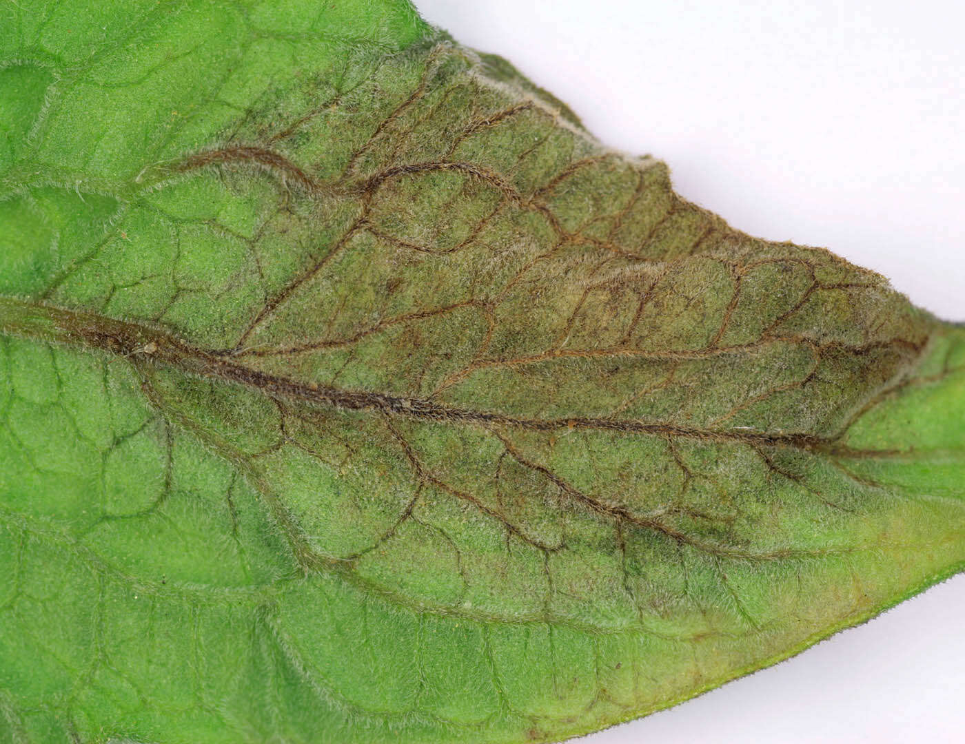 Image of Phytophthora de Bary 1876