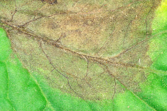 Image of Phytophthora de Bary 1876