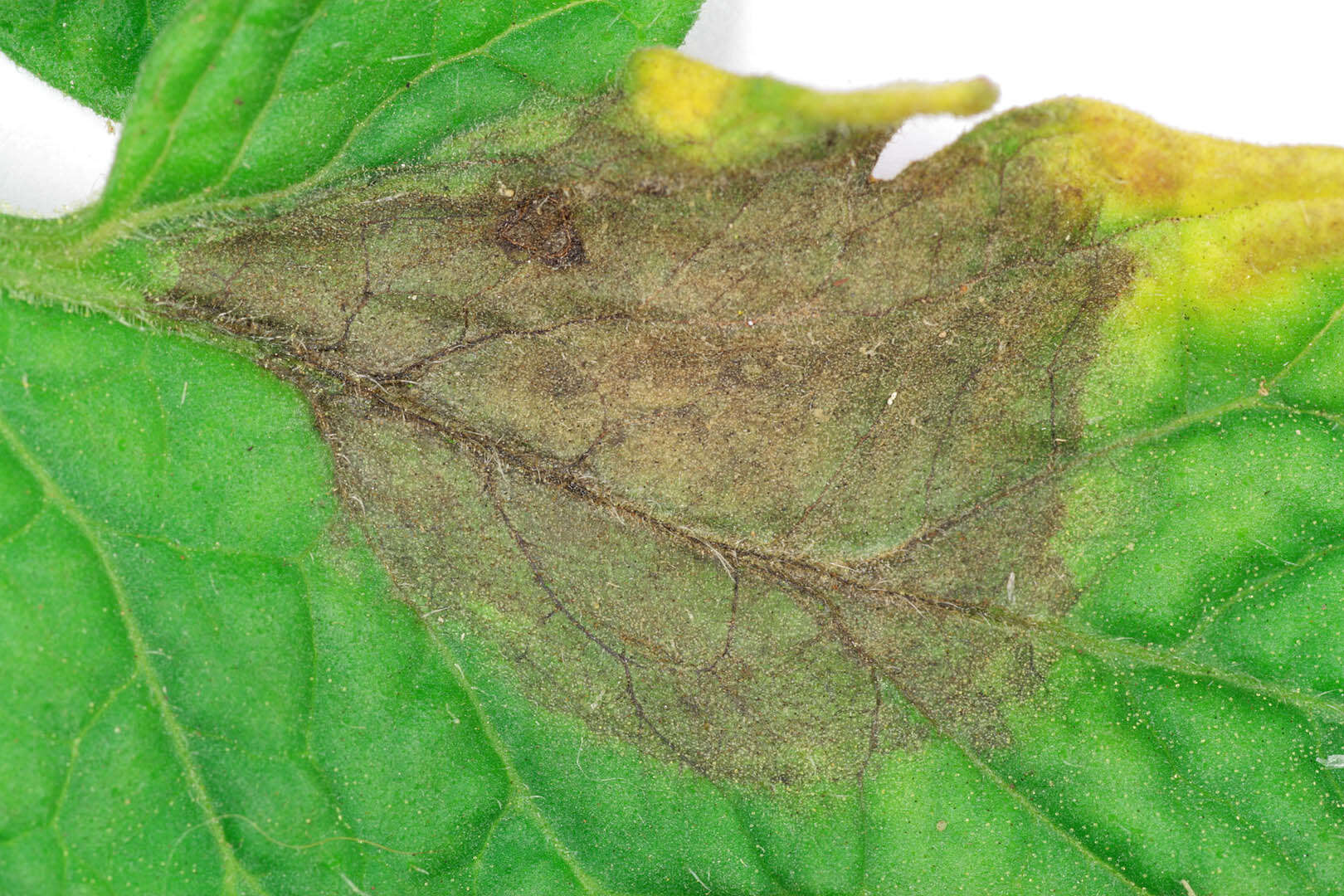 Image of Phytophthora de Bary 1876