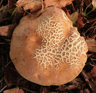 Image of Iodine bolete