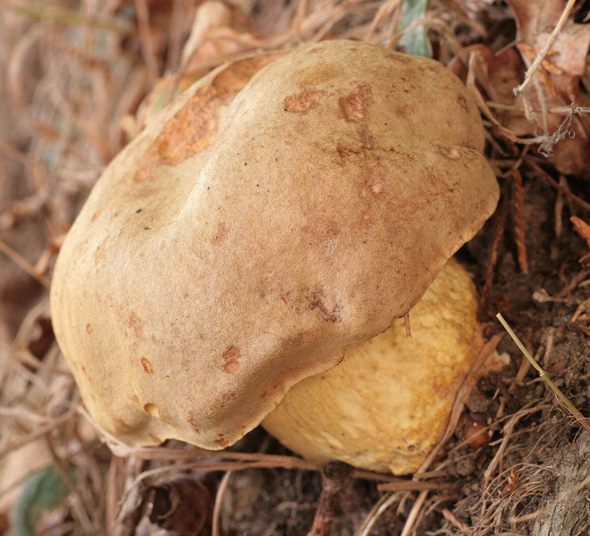 Image of Iodine bolete