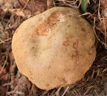 Image of Iodine bolete