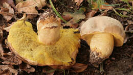 Image of Iodine bolete