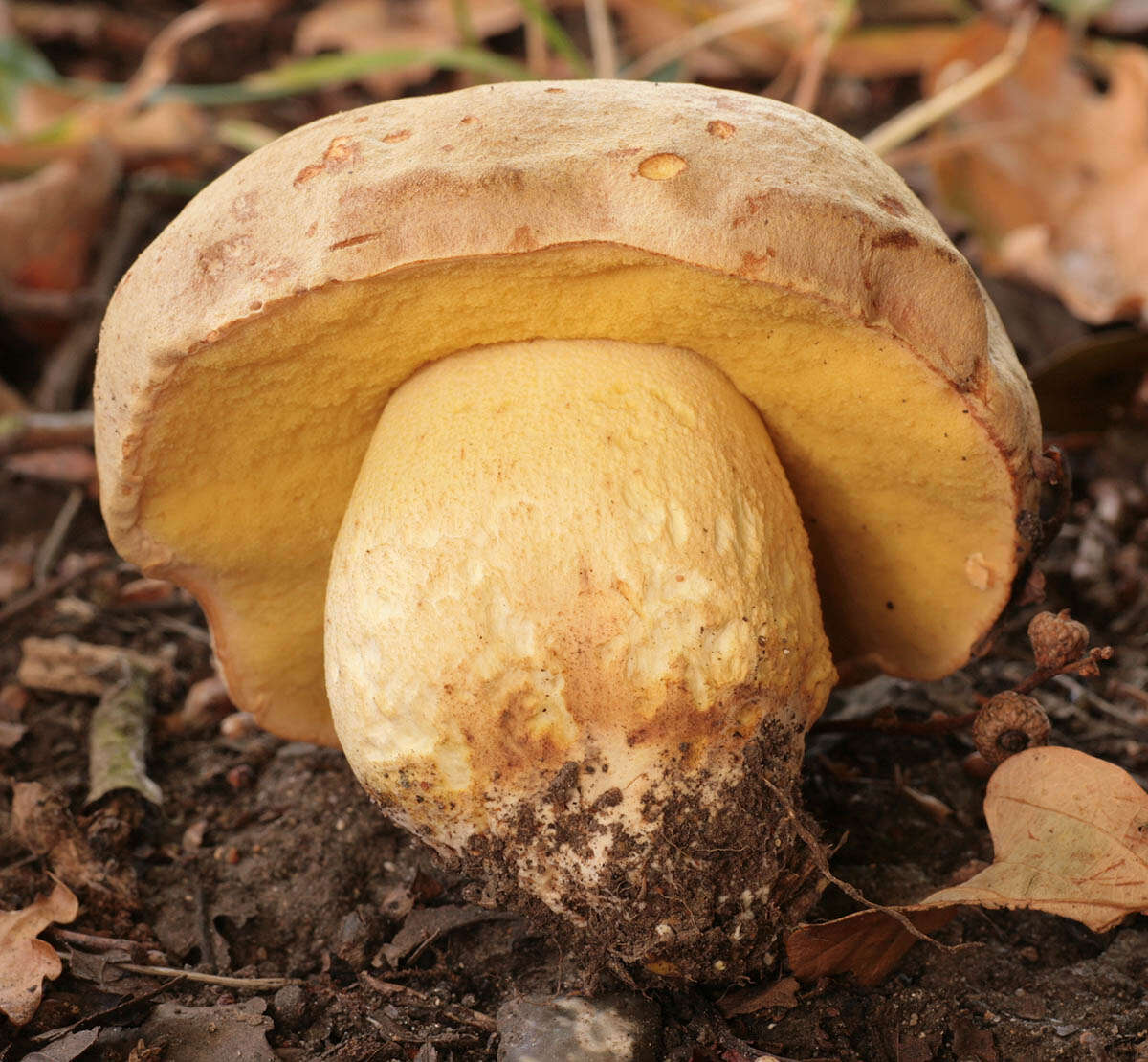 Image of Iodine bolete