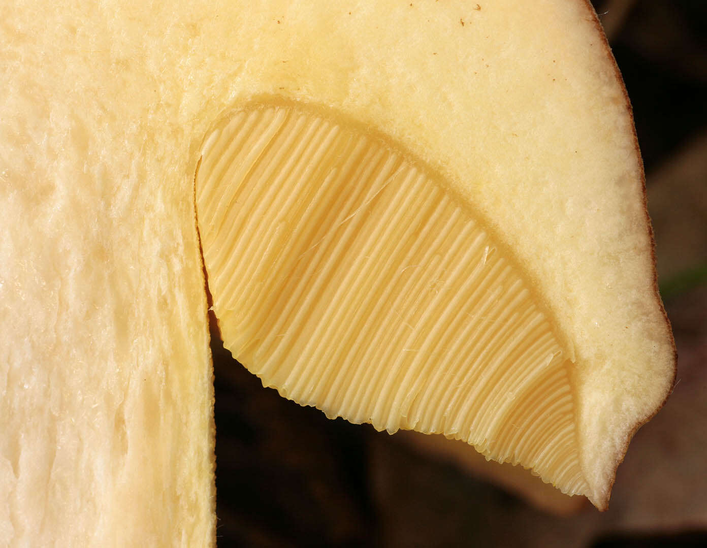 Image of Iodine bolete