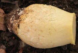 Image of Iodine bolete