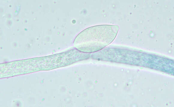 Image of Phytophthora de Bary 1876