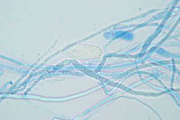 Image of Phytophthora de Bary 1876