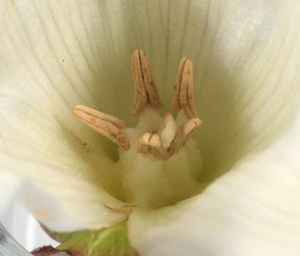 Image of Thecaphora seminis-convolvuli Liro 1935