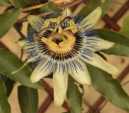 Image de Passiflora caerulea L.