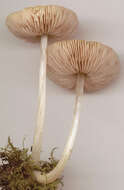 Image of Pluteus chrysophaeus (Schaeff.) Quél. 1872