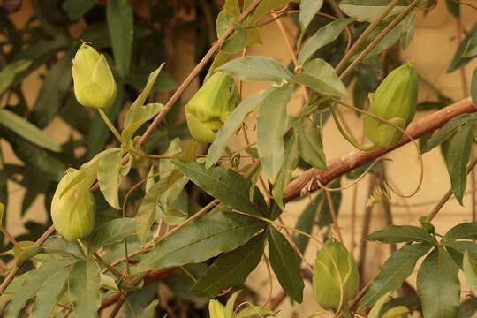 Image de Passiflora caerulea L.