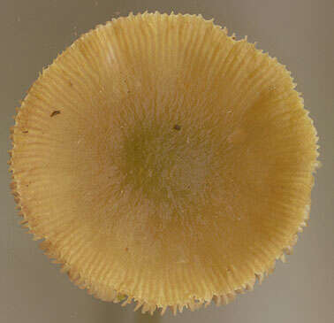 Image of Pluteus chrysophaeus (Schaeff.) Quél. 1872