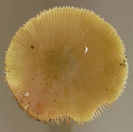 Image of Pluteus chrysophaeus (Schaeff.) Quél. 1872