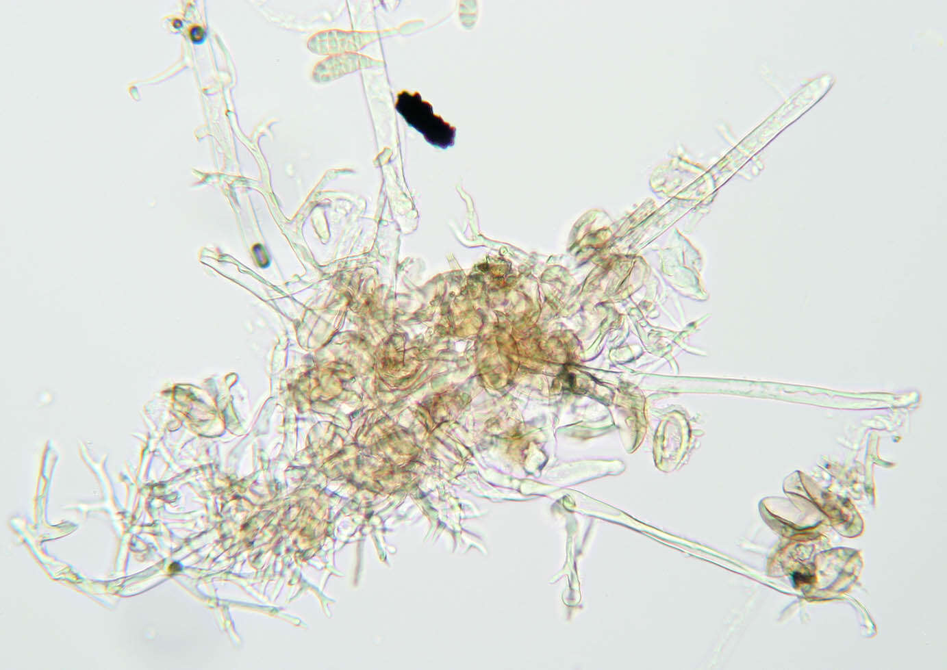 Image of Peronospora verbenae