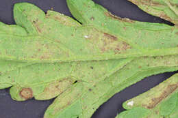 Image of Peronospora verbenae