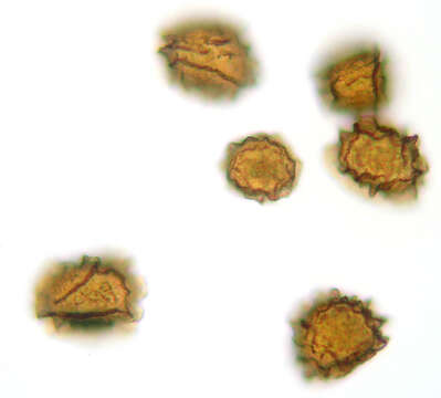Слика од Polystichum aculeatum (L.) Roth