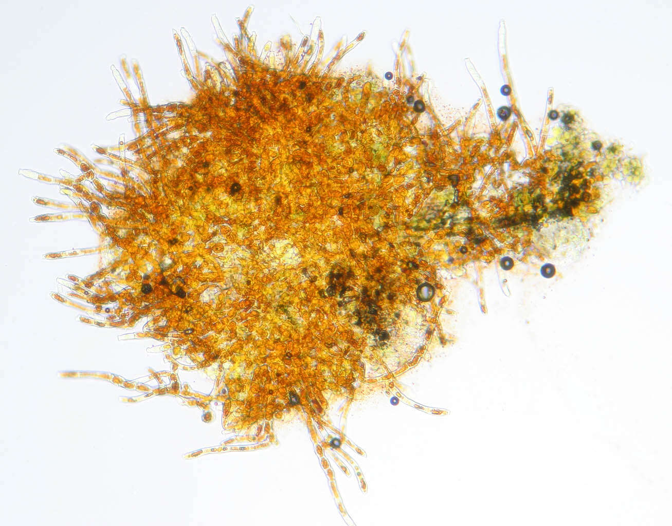 Image of Trentepohlia aurea