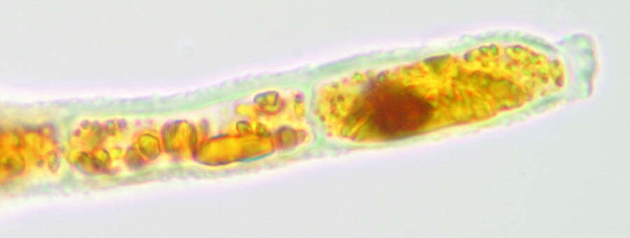 Image of Trentepohlia aurea