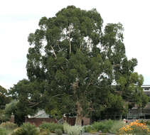 Image of White gum