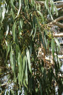 Imagem de Eucalyptus dalrympleana Maiden