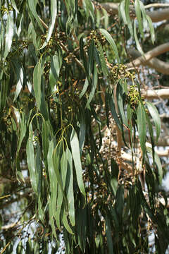 Image of White gum