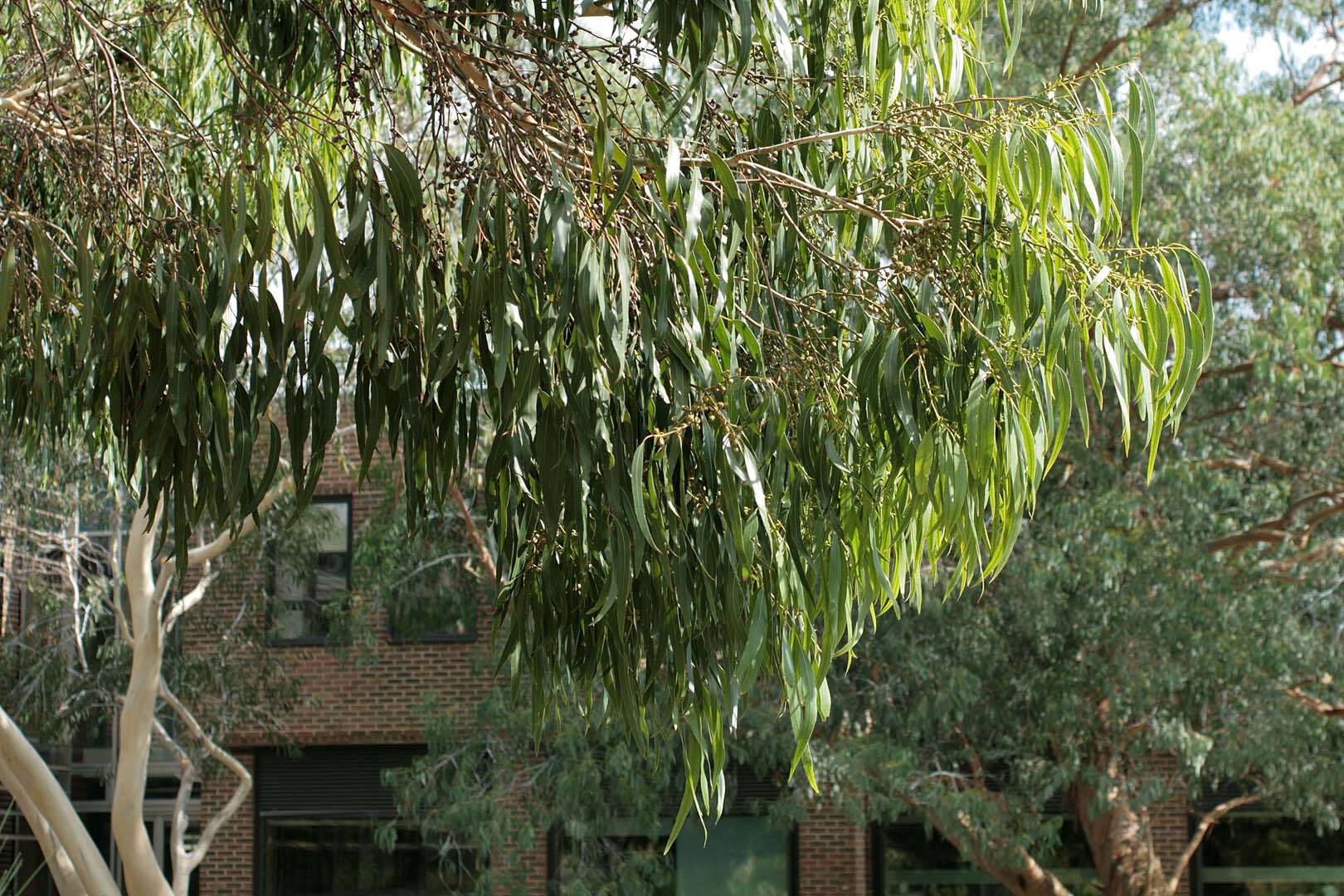 Image of White gum