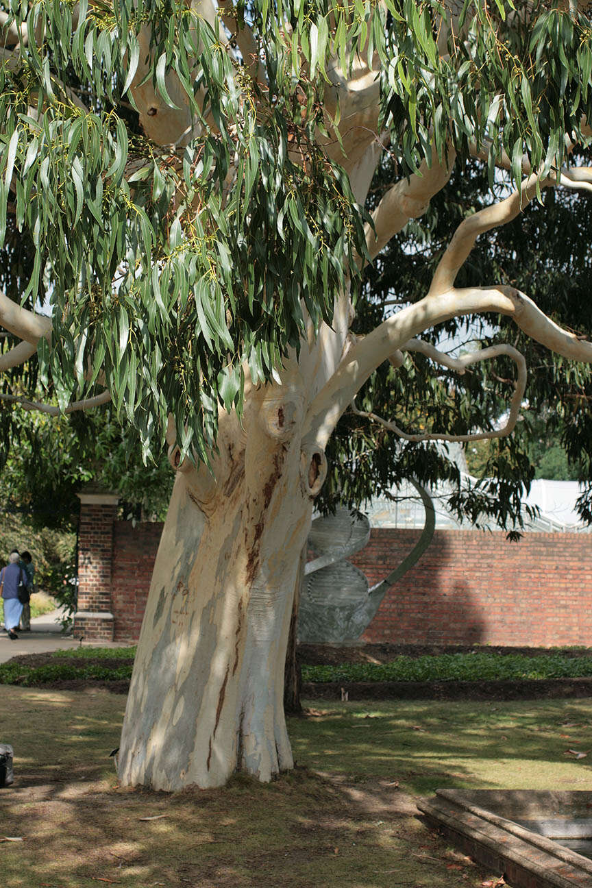 Image of White gum