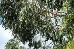 Image of White gum