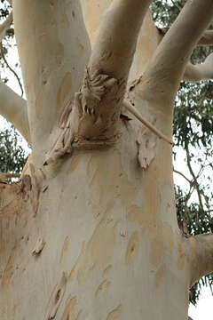 Image of White gum