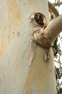 Image of White gum