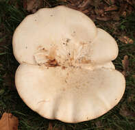 Image of giant clitocybe