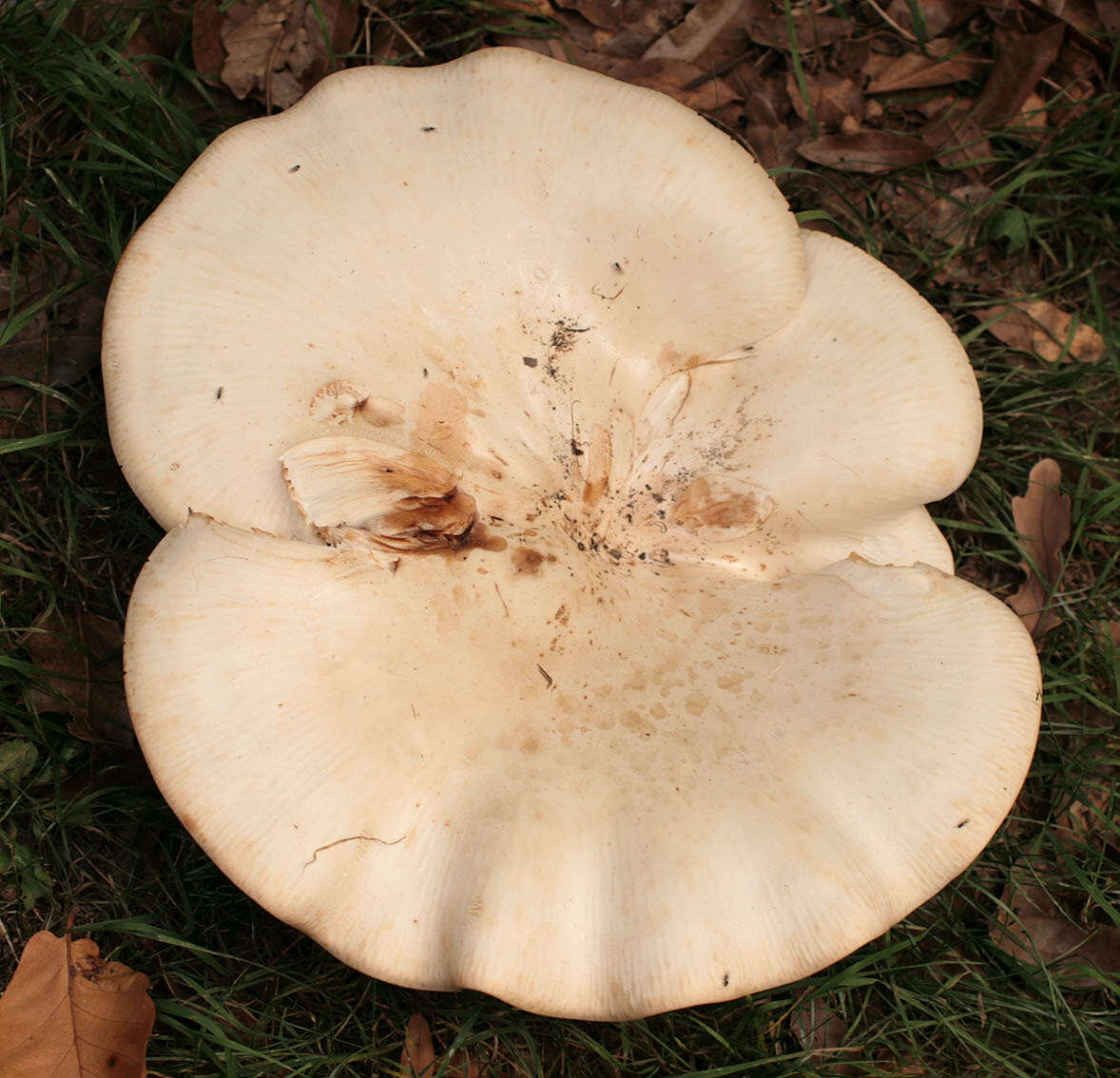 صورة Leucopaxillus giganteus (Sowerby) Singer 1939