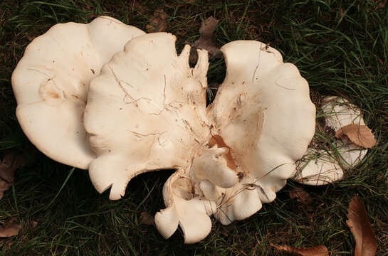 صورة Leucopaxillus giganteus (Sowerby) Singer 1939