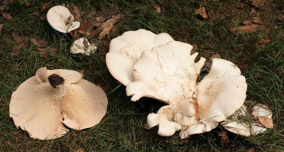 Image of giant clitocybe