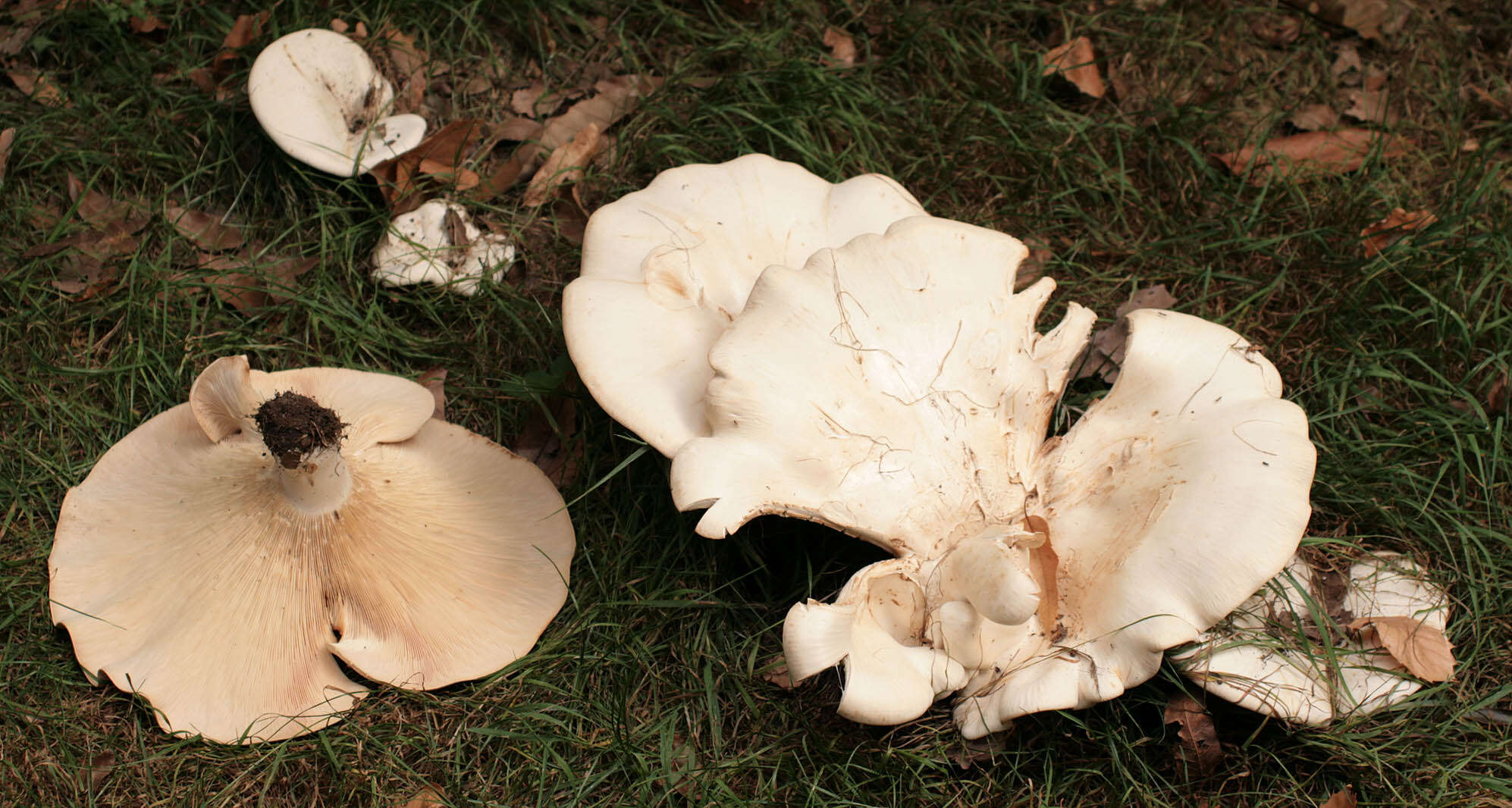 صورة Leucopaxillus giganteus (Sowerby) Singer 1939