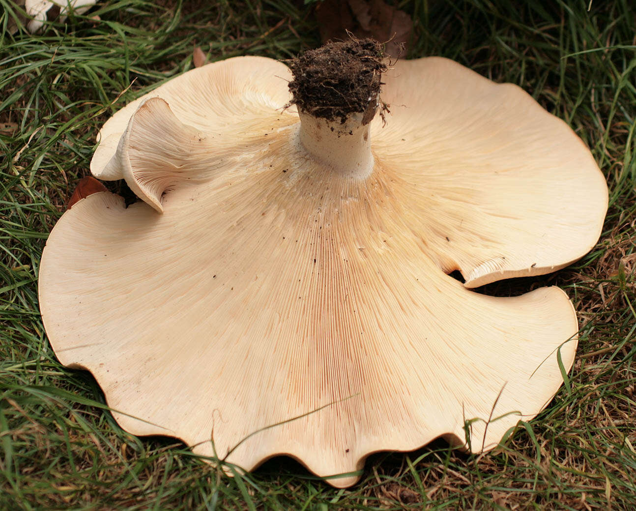 Image of giant clitocybe