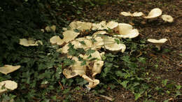 Image of giant clitocybe